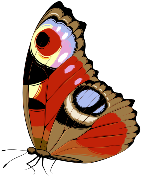 A butterfly