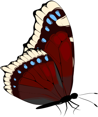 A butterfly